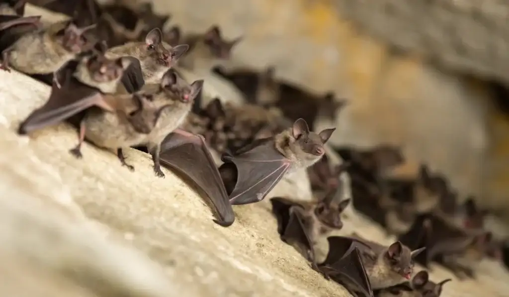 free-tailed bat