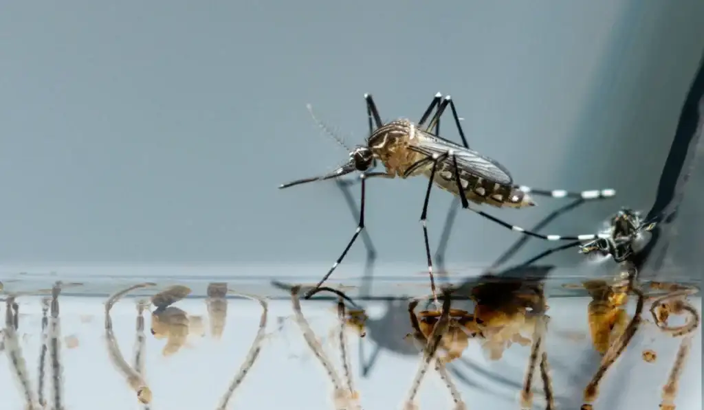 mosquito