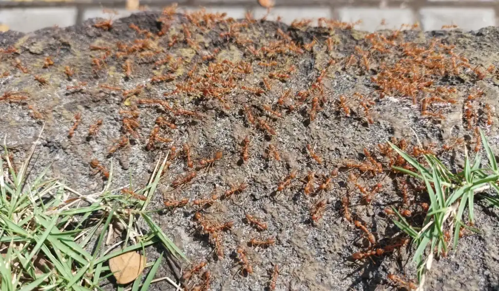 swarming fire ants