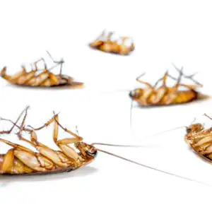cockroach exterminator