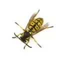 bdbf64901b15b7ef1ea08c17f2af6aeb