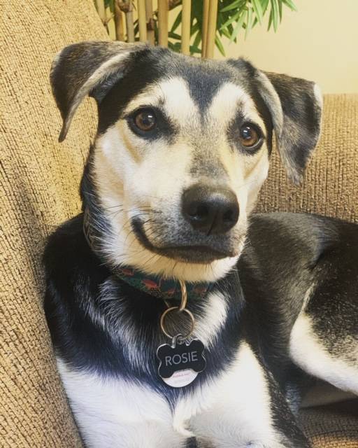 International Dog Day