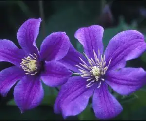Arabella Clematis