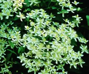 Paniculata Clematis