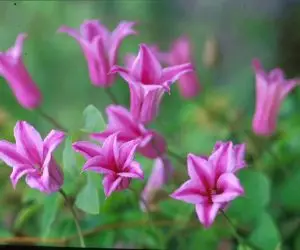 Texensis, Duchess of Albany Clematis