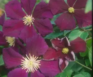 Viticella Etoile Violette Clematis