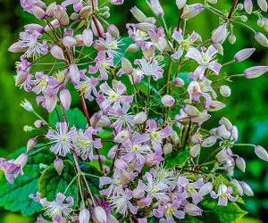 Heracleifolia - Mrs Robert Brydon Clematis