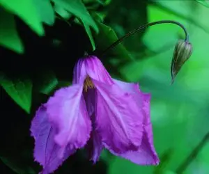 Alionushka Clematis