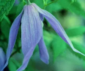 Alpina, Blue Dancer Clematis