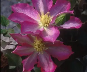 Asao Clematis
