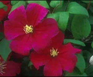 Barbara Harrington Clematis