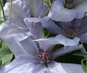 Bernadine Evipo061 Clematis