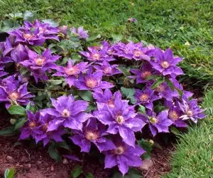 Bijou Evipo030 Clematis