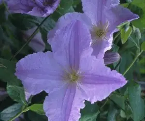 Blue Angel Clematis
