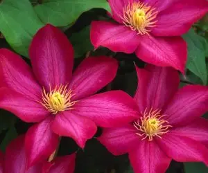 Bourbon™ Evipo018 Clematis