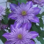 Crystal Fountain™ Evipo038 Clematis