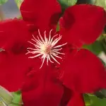 Rebecca Evipo016 Clematis