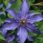 Sapphire Indigo 'Cleminov51' Clematis
