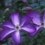Viticella, Venosa Violacea Clematis