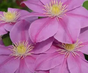 Alaina Evipo056 (N) Clematis