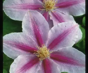 Bees' Jubilee Clematis