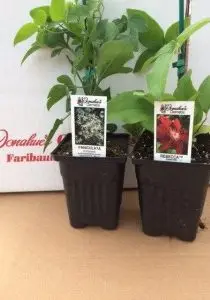 3.5%20Clematis%20(1)