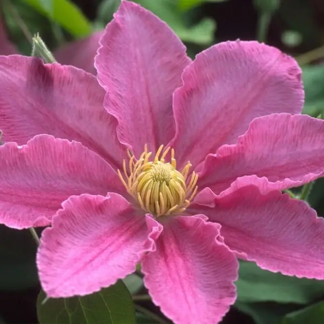 Abilene™ Evipo027A Clematis