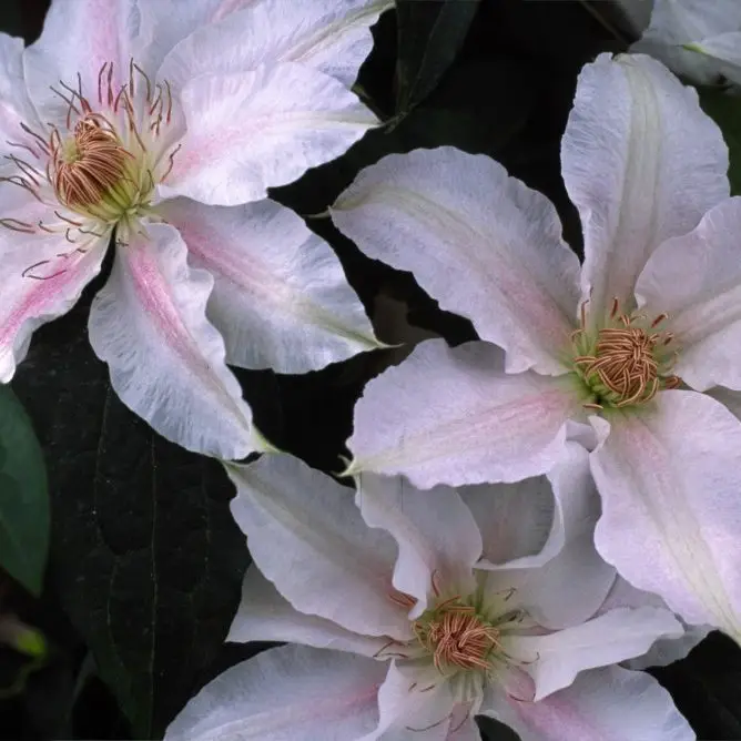 Chantilly Evipo021 Clematis