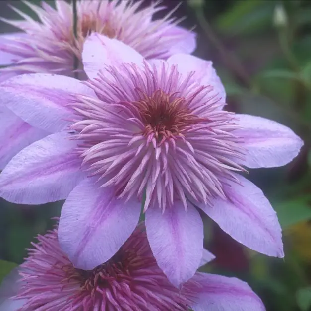 Empress Evipo011 Clematis