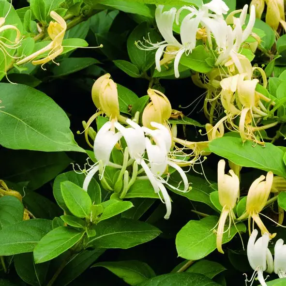 Honeysuckle, Halliana Halls Vine