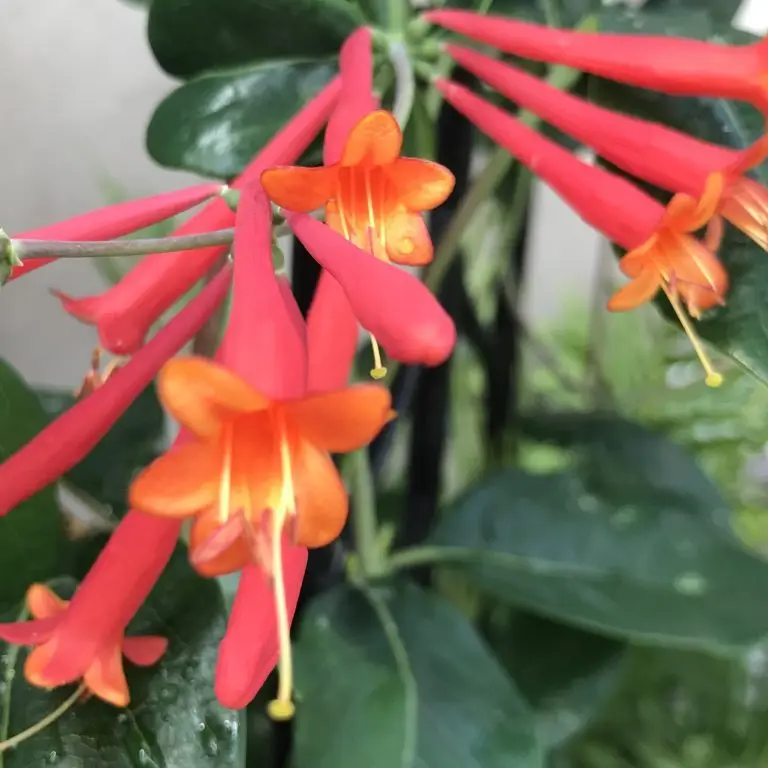 Honeysuckle Major Wheeler Vine