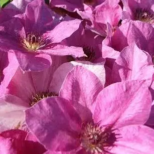 Neva Evipo050 Clematis