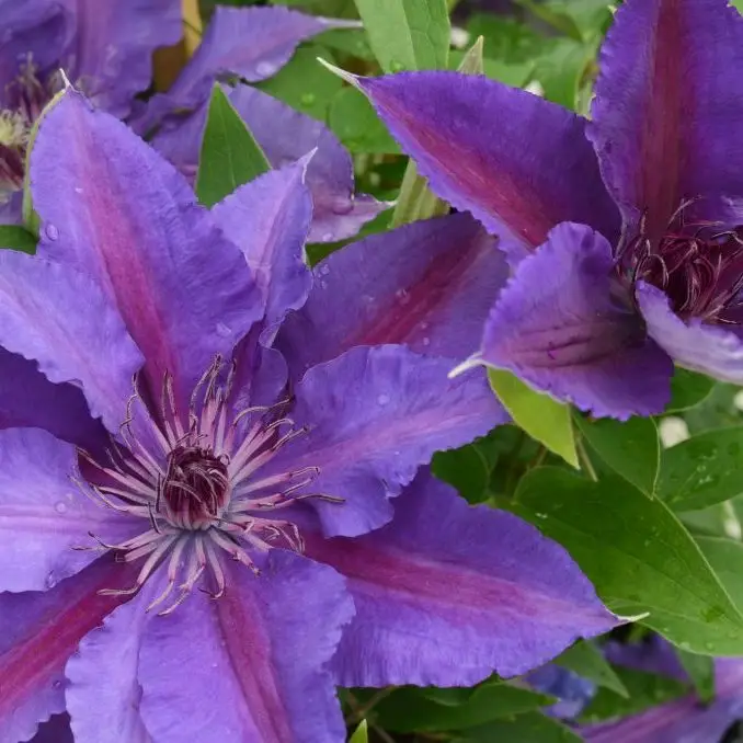 Paulie Evipo058 Clematis