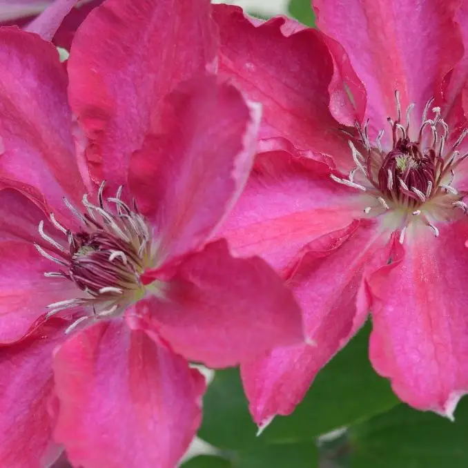 Tekla Evipo069, Clematis