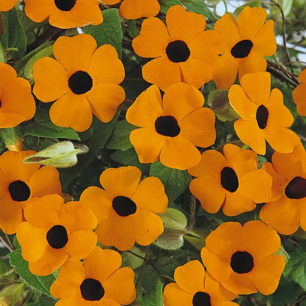 Thunbergia, Orange