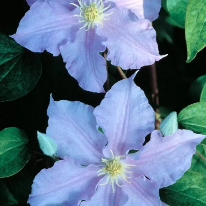Will Goodwin Clematis