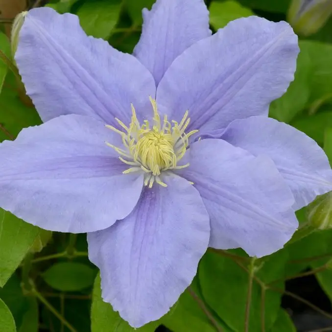 Zara Evipo062, Clematis