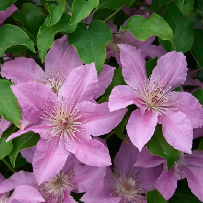 CLEMATIS BRIDGEWATER