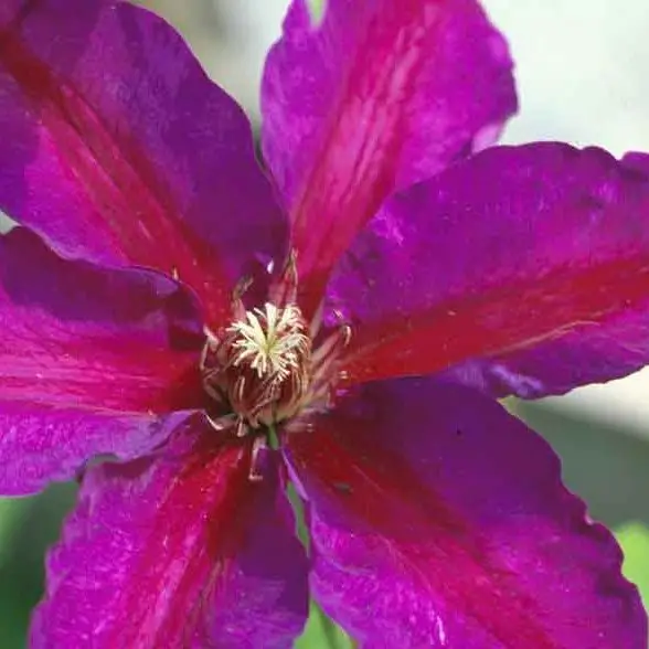 Mrs N. Thompson Clematis