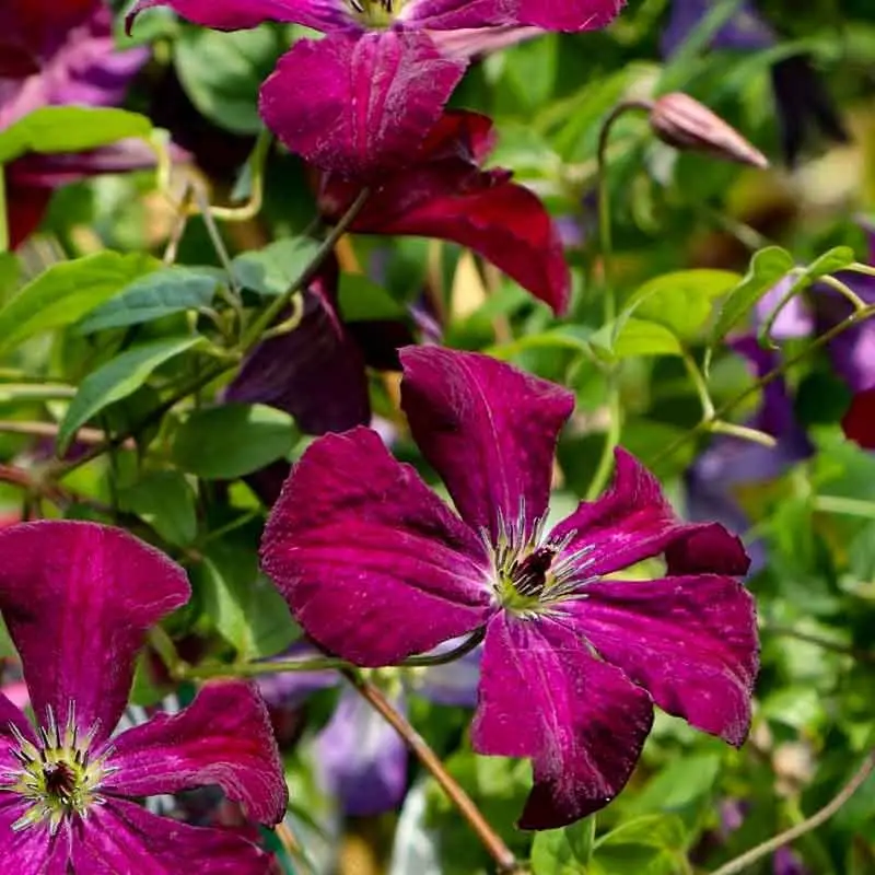 Viticella Royal Velours