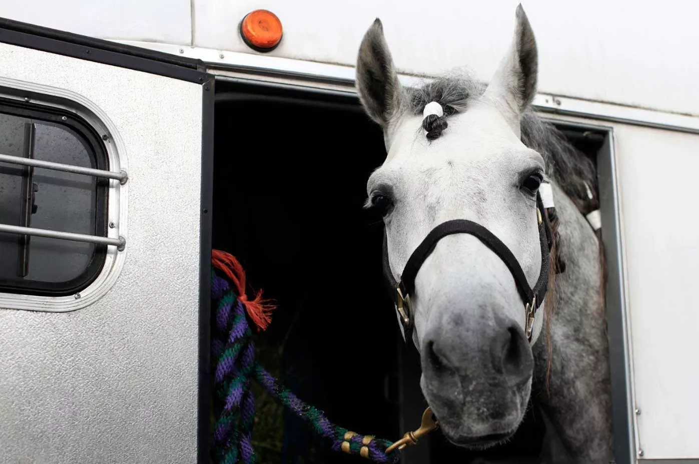 horse-trailer-loan A horse head out of a horse trailer loan by elite direct finance