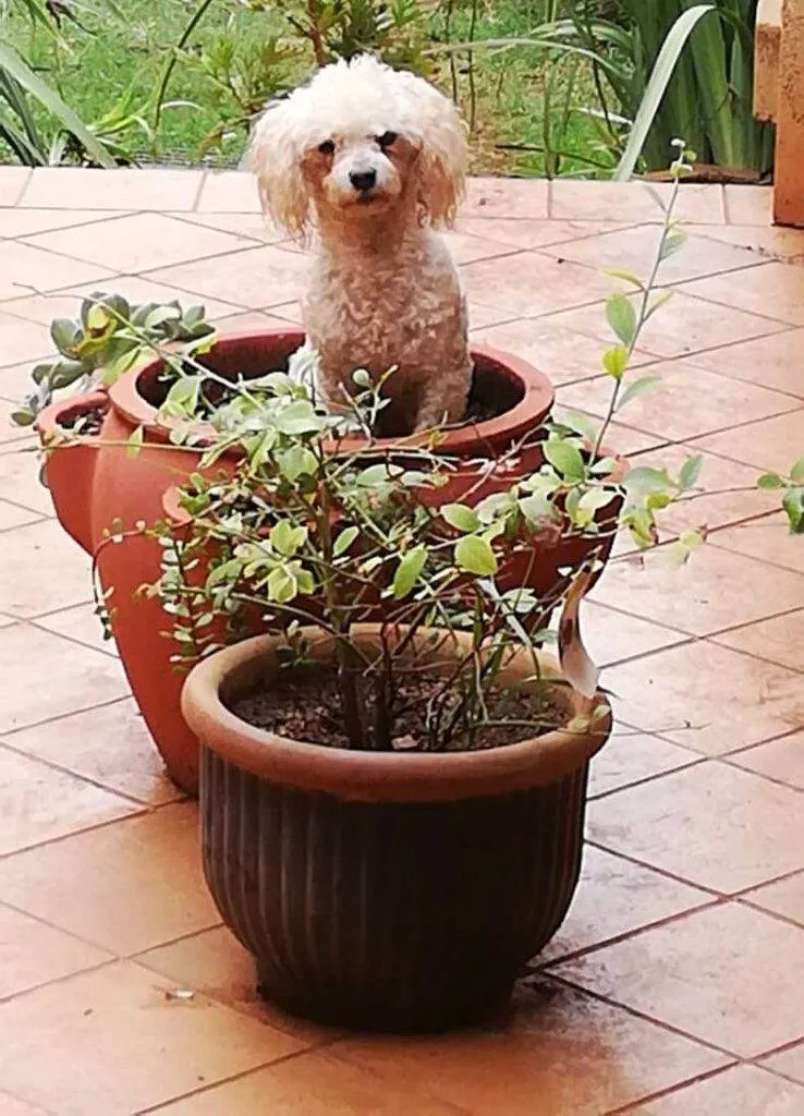 A small white curly-haired dog sits inside a large terracotta plant pot on a tiled patio next to another potted plant.