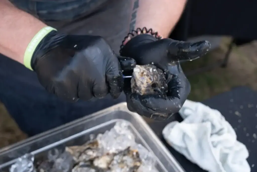 Close-up: Gloved hands shuck an oyster with a knife over a tray of oysters on ice.
