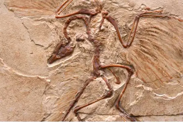 Body fossils