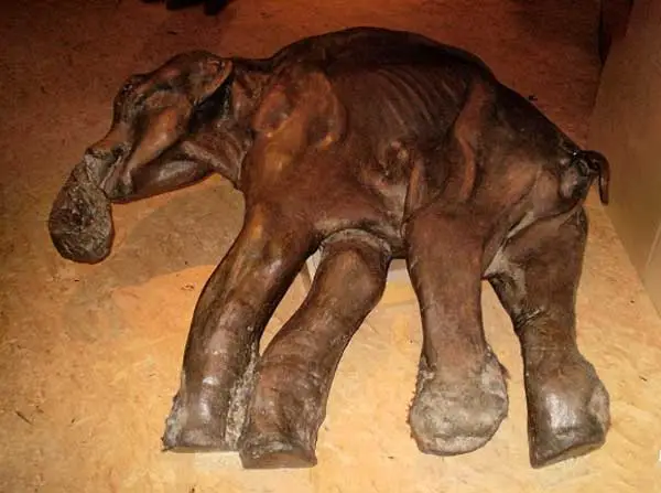 Mammoth elephants fossil