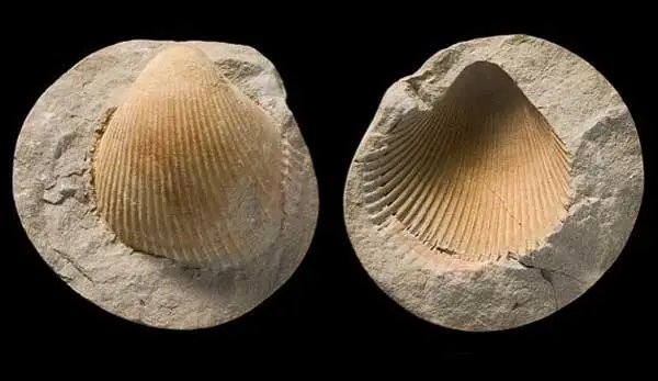 Molds and Casts Fossil