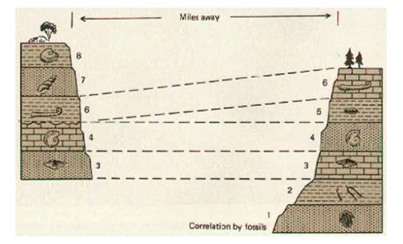 Law of Faunal Succession