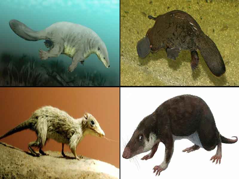 Mammal