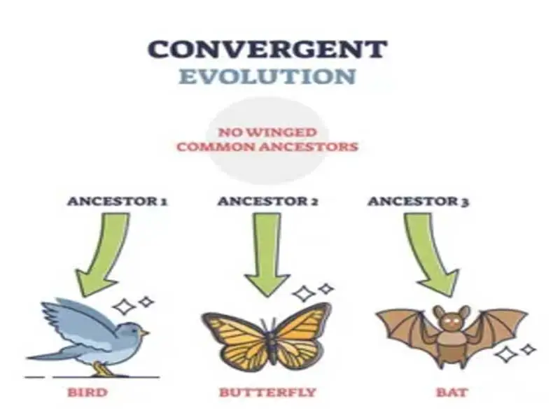 Convergent evolution