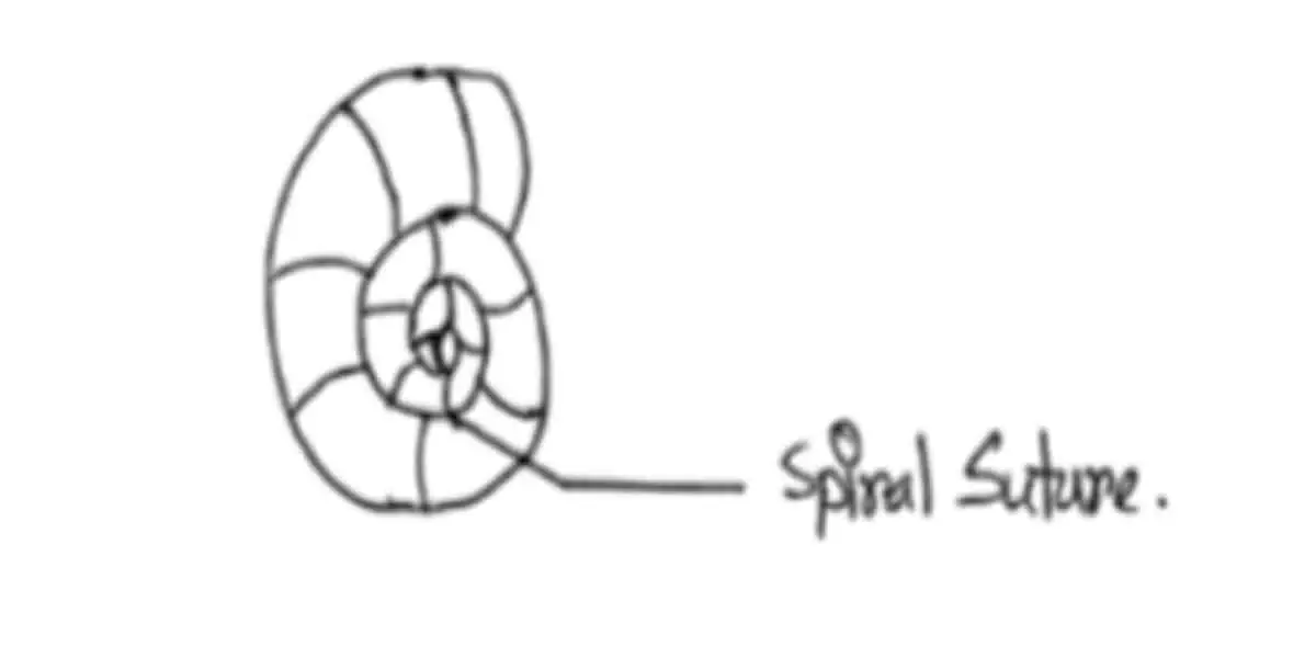 Spiral suture